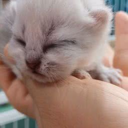 寻猫记:南京市江宁区南京南站/喜马拉雅附近