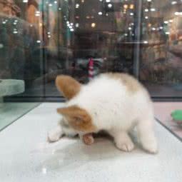 天蝎萌宠ScorpioPet:南京市江宁区将军大道沿线附近