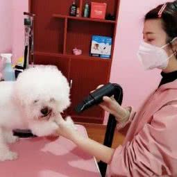 么么宠物:南京市六合区大厂附近