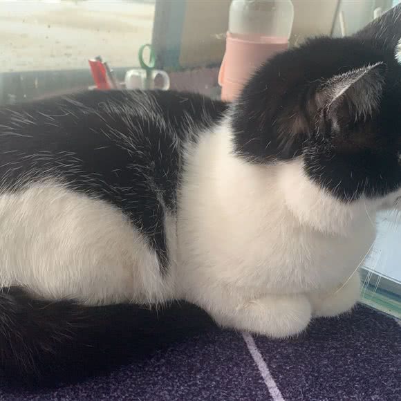 帮帮礼拜堂宠物医院:南京市六合区大厂附近