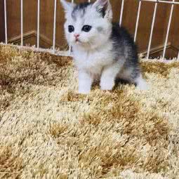 小希狗狗生活馆:南京市六合区金宁广场附近