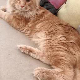 猫の记忆:南京市溧水区溧水区附近