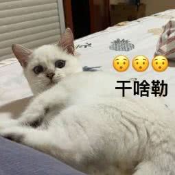 萌星宠物店:南京市高淳区高淳区附近