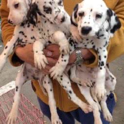 宠物宝宝俱乐部:南京市高淳区高淳区附近