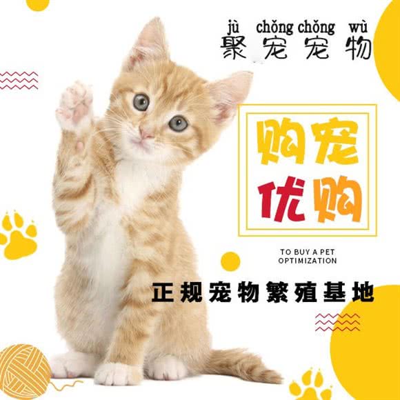 聚宠宠物:无锡市锡山区宜家/荟聚云林附近