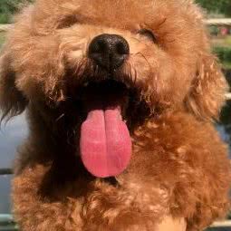 派多格狗狗:无锡市锡山区东亭附近