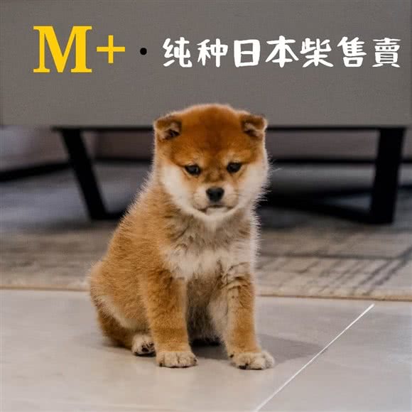M+· 高端纯种犬售卖:北京城区朝阳区三里屯/工体附近