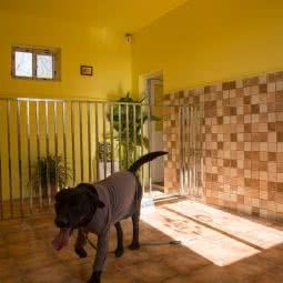 大脸哥萌宠乐园:北京城区房山区阎村镇附近