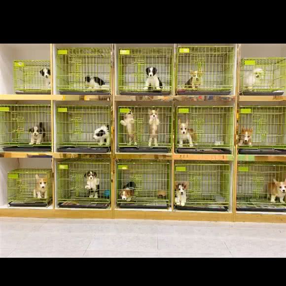 耀眼宠物＊幼宠基地:无锡市锡山区东北塘附近