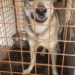 可比乐宠物乐园:无锡市锡山区查桥附近