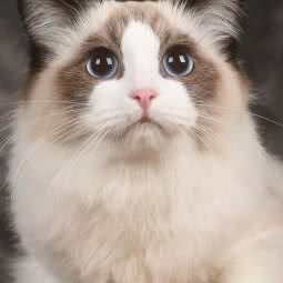 桔子布偶猫舍:无锡市锡山区查桥附近