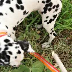 反圈旁别致私宠:无锡市锡山区张泾附近