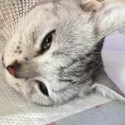 安琪伴侣动物医院:北京城区房山区阎村镇附近