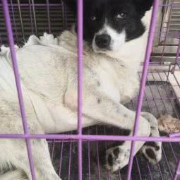 同行爱侣动物医院:北京城区房山区阎村镇附近