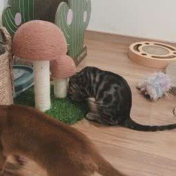 豹一只猫咖:无锡市惠山区玉祁附近