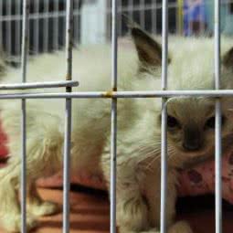 扬子宠物馆:无锡市惠山区刘潭附近