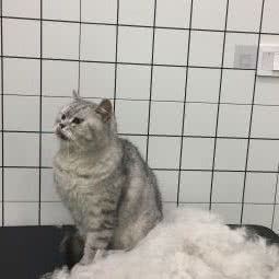 猫不一犬不二宠物生活馆:无锡市滨湖区河埒口附近