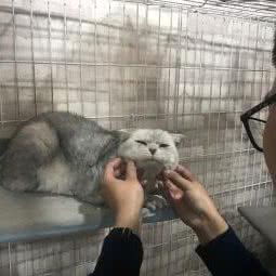 汪姬宠物店:无锡市滨湖区蠡园/太湖景区附近