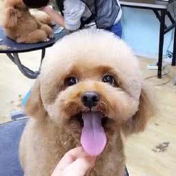 哈罗宠物美容工作室:无锡市滨湖区新体育中心/奥林花园附近