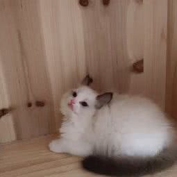 潘多拉喵:北京城区房山区华冠天地附近