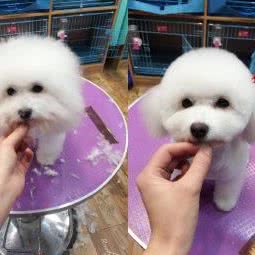 阿呜喵宠物屋:无锡市滨湖区万科酩悦/东绛附近