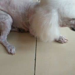 大嘴狗宠物医院(东绛总店):无锡市滨湖区万科酩悦/东绛附近