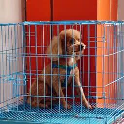 派多格狗狗:无锡市滨湖区胡埭附近