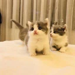 米修的猫咖:无锡市滨湖区长广溪公园附近