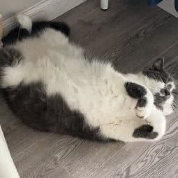 康诺宠物诊所:无锡市滨湖区建筑路/稻香路附近