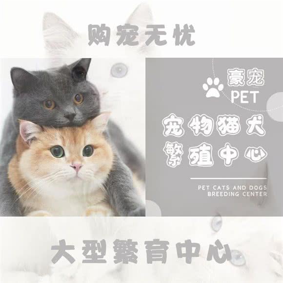 豪宠宠物猫狗售卖:无锡市滨湖区滨湖万达广场附近