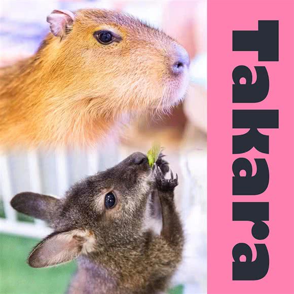 Takara(三里屯SOHO店):北京城区朝阳区三里屯/工体附近