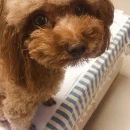 兴宠宠物:北京城区通州区通州北苑附近