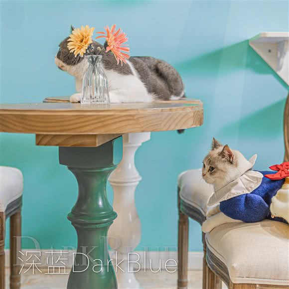 深蓝?猫咪互动体验馆(崇安寺店):无锡市梁溪区崇安寺附近