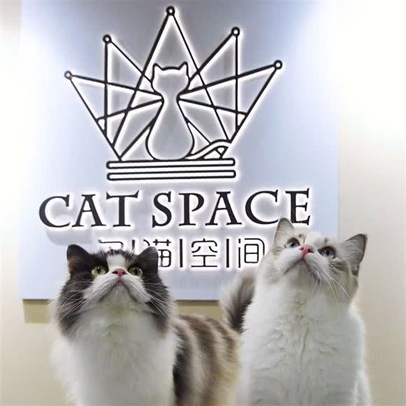 名猫空间CATSPACE:无锡市梁溪区崇安寺附近
