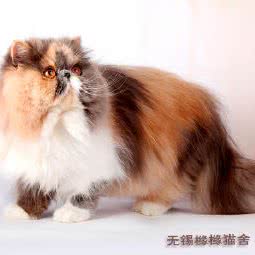 仔仔宠物摄影:无锡市梁溪区南禅寺/阳春巷附近