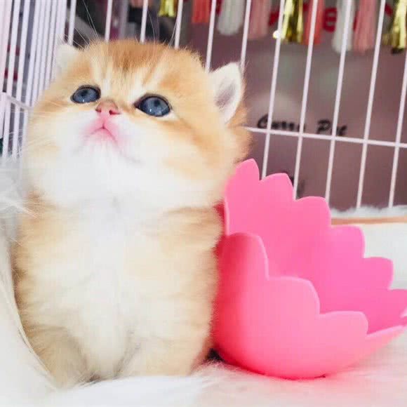 咖喱猫宠物生活馆:无锡市梁溪区五爱路附近