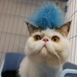 康和宠物中心:无锡市梁溪区山北附近