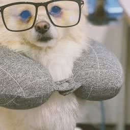 派多格宠物(天渝骏园店):无锡市梁溪区山北附近