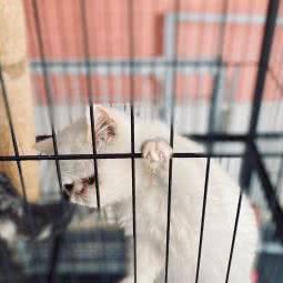 meet Dog美狗岛:无锡市梁溪区山北附近