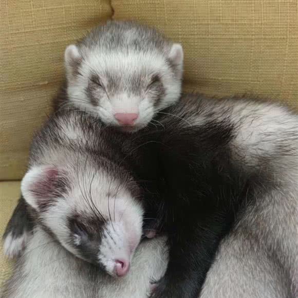 鼠来宝:无锡市梁溪区山北附近