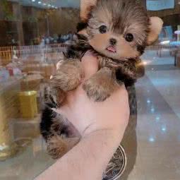 馨恒宠物:无锡市梁溪区山北附近