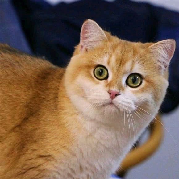 七月家的猫 猫舍:北京城区通州区通州北苑附近