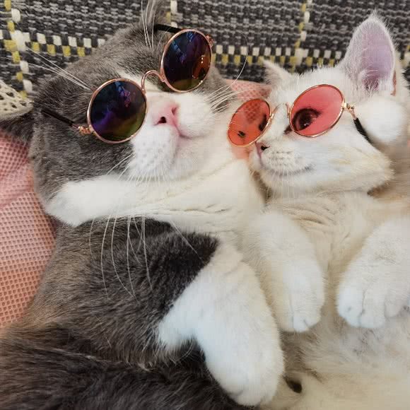 宠爱联萌:无锡市梁溪区锡澄路附近