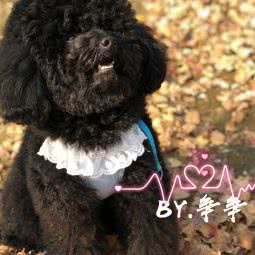 兰佳宠物:无锡市梁溪区民丰里附近