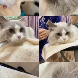 秀犬高端萌宠造型:无锡市梁溪区阳光购物广场附近