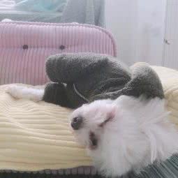 王子与公主泰迪宝贝宠物精品店:无锡市梁溪区莲蓉桥/沃尔玛附近