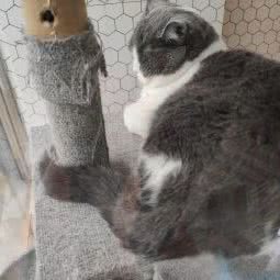 太宠宠物生活馆:无锡市梁溪区广石路沿线附近