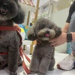 道秀宠物美容:无锡市梁溪区宁海里/尤渡苑附近