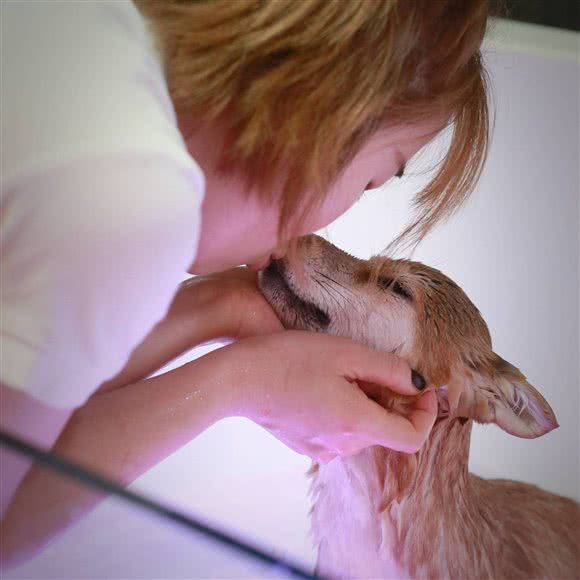 派多格宠物(西马庄店):北京城区通州区新华大街附近