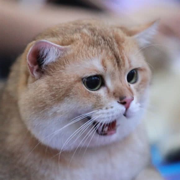 梵猫&宠物:无锡市梁溪区大成巷/东方广场附近